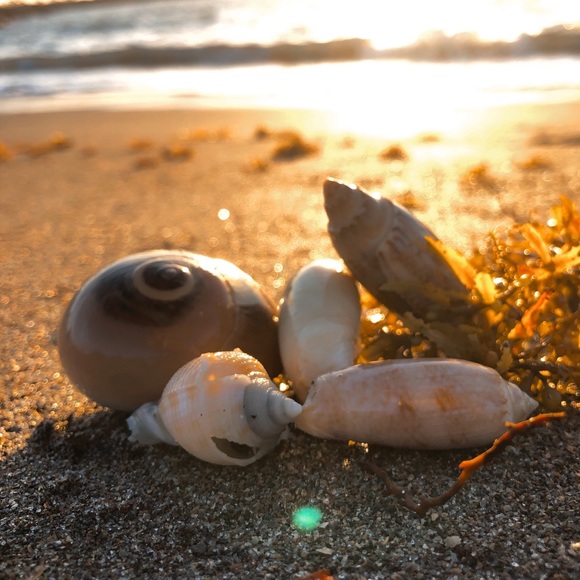 Meet your Posher, Miri - Picture 1 of 1